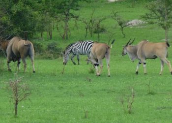 Lake Mburo National Park