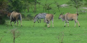 Lake Mburo National Park