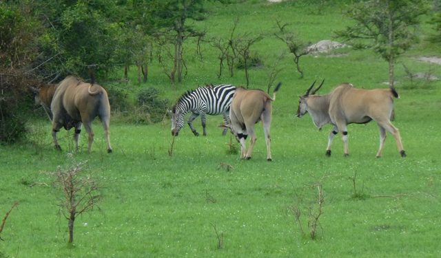 Lake Mburo National Park